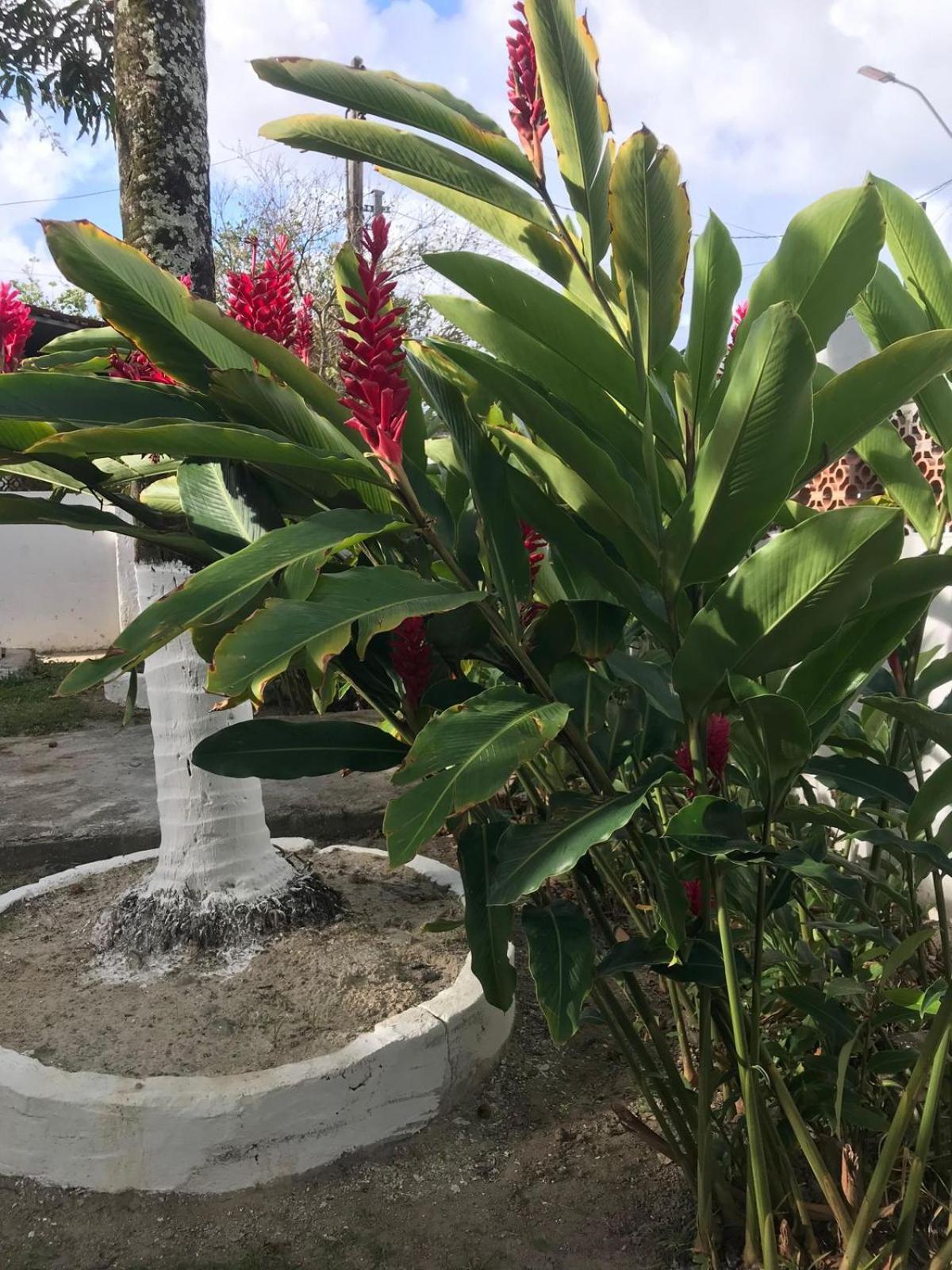 Flor De Aruanda Hostel กาโป เด ซันโตอากอสตีโญ ภายนอก รูปภาพ